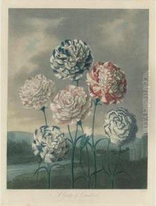 Temple Of Flora: A Group Of Carnations by Robert John, Dr. Thornton