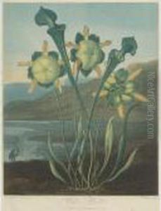 Temple Of Flora: Pitcher Plant by Robert John, Dr. Thornton