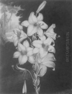 The White Lily