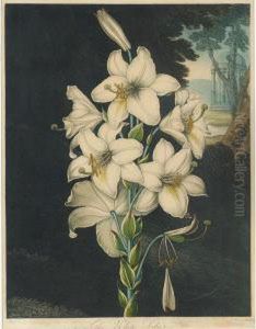 Temple Of Flora: White Lily With Variegated Leaves by Robert John, Dr. Thornton