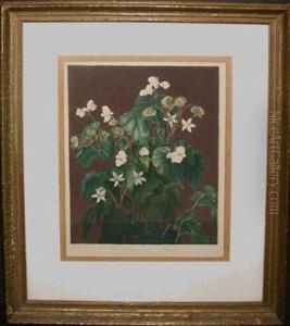 The Oblique-leaved Begonia by Robert John, Dr. Thornton