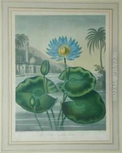The Blue Egyptian Water Lily by Robert John, Dr. Thornton