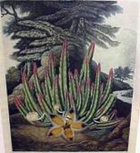 American Bog-plants And The Maggot-bearing Stapelia by Robert John, Dr. Thornton