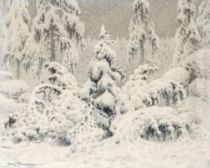 Granskog I Vinterskrud Granskog I Vinterskrud