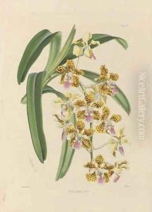 Studies of Orchids