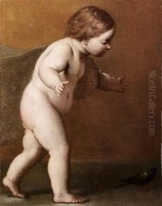 Fanciullo Che Rincorre Un Merlo