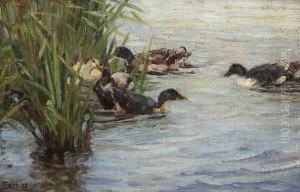 Vier Enten Im Schilf. by Willy Tiedjen