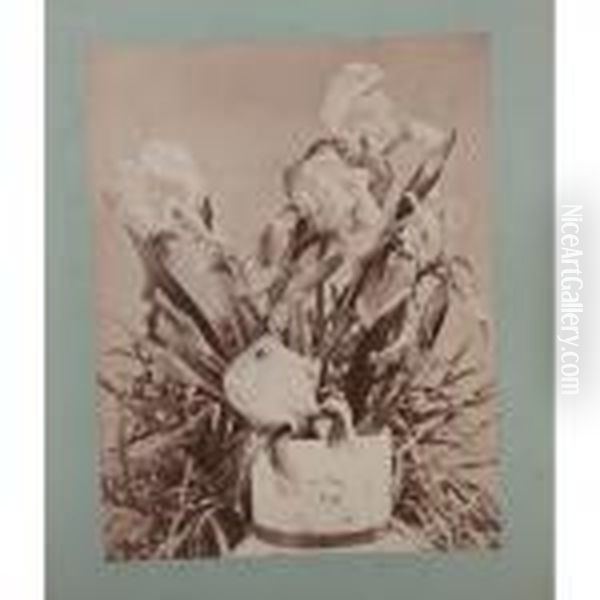 Irises - view 1