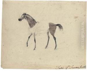 A Racehorse In Profile To The Left