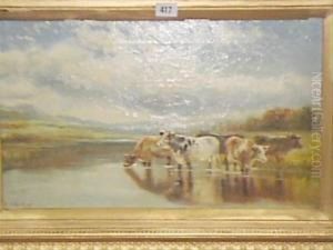 -cattle Watering