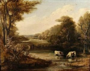Cattle Watering