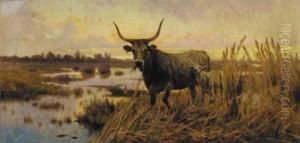 Water Buffalo In The Roman Campagna