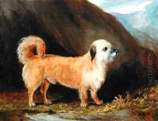 A Dandie Dinmont Terrier - view 1