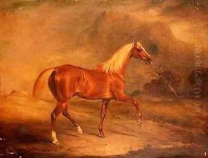Chestnut Arab Stallion