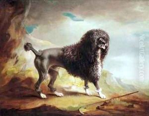 A Clipped Water Spaniel A Clipped Water Spaniel