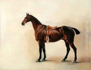 Study of a Saddled Bay Hunter