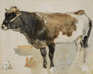 Mucca