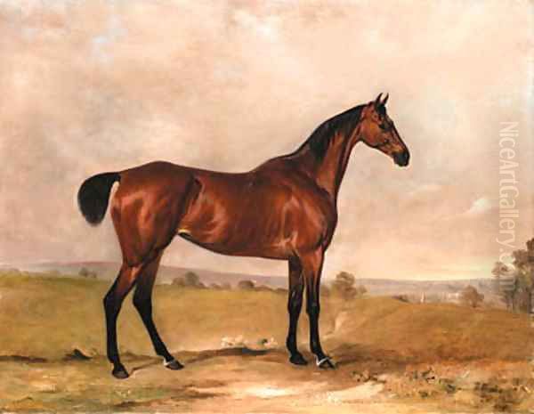 A Bay Hunter in an Extensive Landscape - view 1