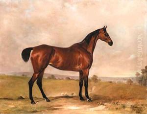A Bay Hunter in an Extensive Landscape