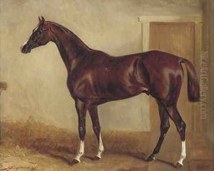 A bay hunter in a stable