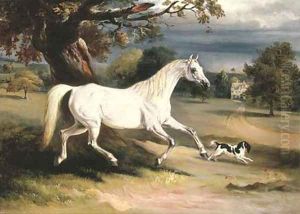 Mr. Dawson's Phoebus, a grey hunter with a spaniel, in the grounds of Launde Abbey, Leicestershire Mr. Dawson's Phoebus, a grey hunter with a spaniel, in the grounds of Launde Abbey, Leicestershire