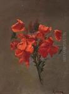 Amapolas
