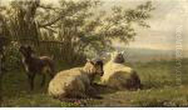 Schapen - view 1
