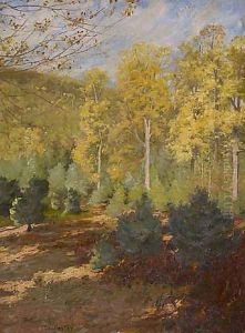 Forest Interior, Autumn