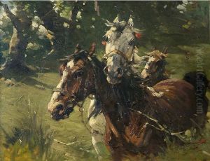 Cavalli Nel Prato