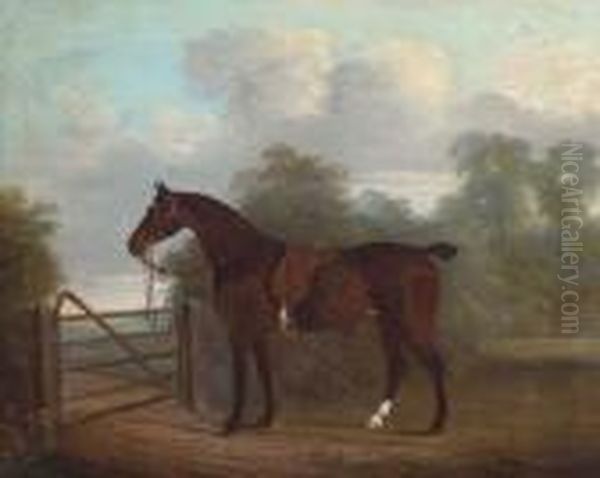 A Saddled Bay Hunter Tethered To A Gate, In A Woodedlandscape - view 1