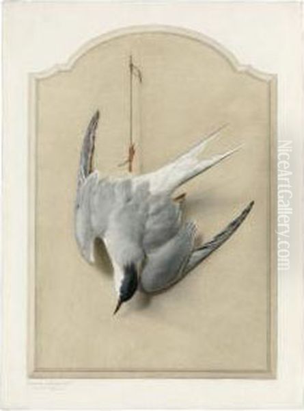 Trompe L'oeil With A Common Tern - view 1