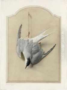 Trompe L'oeil With A Common Tern