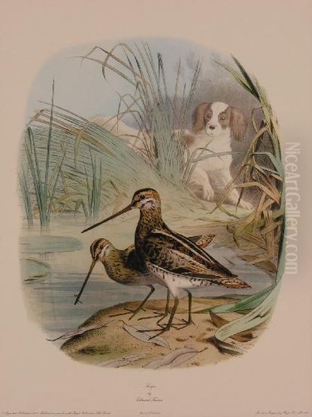 Snipe - view 1