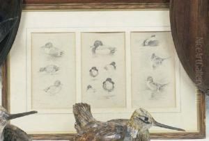 Trois Etudes De Canards Dans Un Meme Encadrement