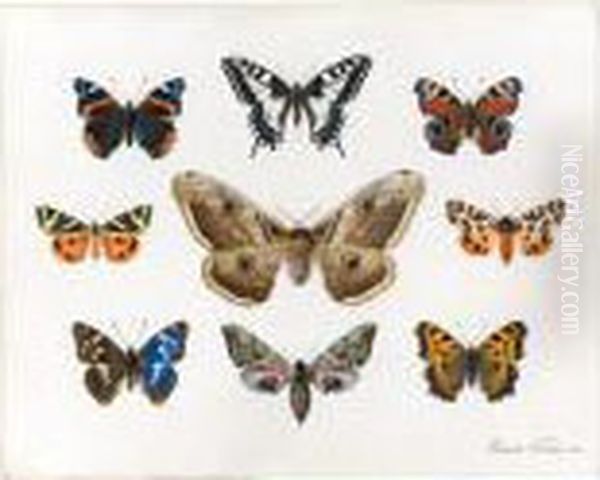 A Sheet Of Studies Of Butterflies - view 1