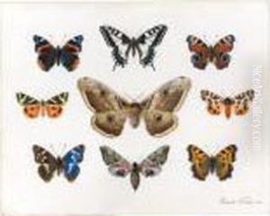 A Sheet Of Studies Of Butterflies by Edouard Travies