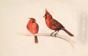 Cardinalis Cardinalis by Edouard Travies