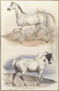 An Arab Stallion And A Carthorse