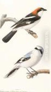 Male Woodchat Shrike And A Great Grey Shrike by Edouard Travies