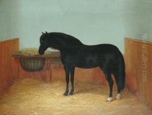 A Black Pony In A Stable