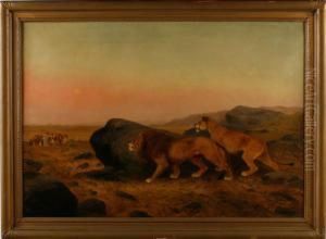 Lions At Dusk