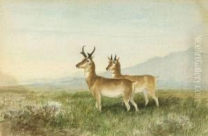 Antelope On The Plains