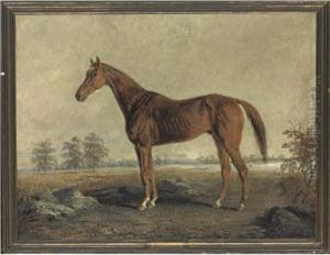 A Chestnut Horse