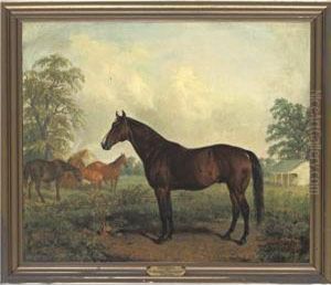 Waverly, By Australian Out Of Cicley Jopson