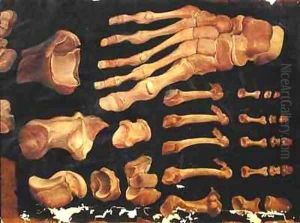 Anatomical drawing of the bones of the foot by Hieronymus Fabricius ab Aquapendente