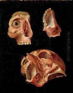 Anatomical drawing showing the bones of the cranium by Hieronymus Fabricius ab Aquapendente