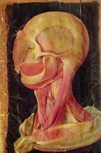 Anatomical drawing of the human head