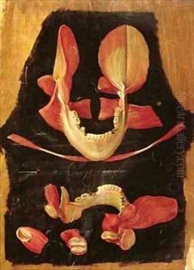 Anatomical drawing of the mouth by Hieronymus Fabricius ab Aquapendente