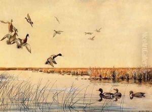 Coming In by Louis Agassiz Fuertes