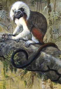 Cotton Topped Tamarin by Louis Agassiz Fuertes